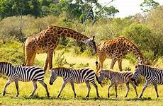 zebras girafas why selvagens hayati speech protect berdampingan hidup keberlangsungan unwto agrozine giraffes bagaimana trafficking keeping savana google