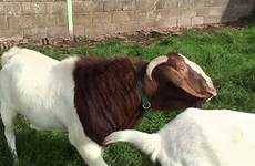 goat mating behaviour bazaar