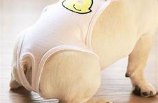 sanitary period diapers girl panties french bulldog pants dog female pet