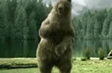 gif bear dancing gifs tenor happy share