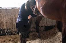 sheath horses genitals clean queen reveals why go off her shows