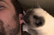 cat sucking earlobe