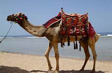 camel desert dromedary unta kamel dromedaris mesir hewan