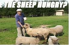 hungry sheep
