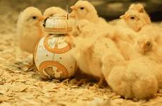 gif force chick giphy awakens cute star gifs wars episode bb everything has find