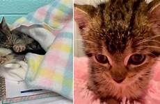 kitten damaged brain kiki brutal suffered disabled assaulted properly