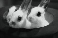 hat bunnies