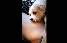 dog licking belly button