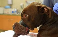 abused muzzle taping taped caitlyn horrific