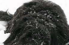 portuguese water dogs snow choose board dog