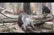 mating gorillas taronga