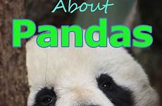 panda pandas book books children giant bear kids amazon contentmo written kindle age years