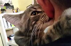 cats suck cat small sucking ear lobe affection timetoast domestication jooinn earlobes fact