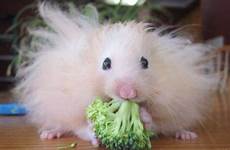 hamster animals happy broccoli spinach munch animal