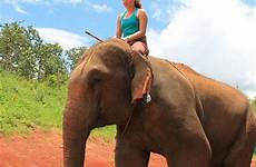 elephant sexy elephants women woman bareback thailand riding