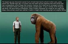gigantopithecus size blacki comparison deviantart fox harry prehistoric human compared chimpanzee orangutan great apes big male animals extinct group explore