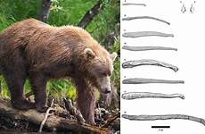 penis bears long bones