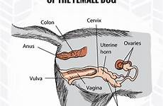 reproductive anatomy organs canine uterus birth vaginitis urinary perineum anus pregnancy labour