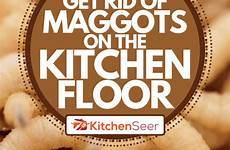 maggots identifying pest kitchenseer