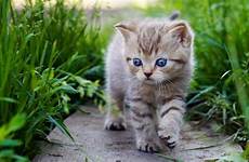 cute pisici imagini mici frumoase fundal animal teahub ultrawide getwallpapers