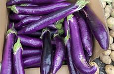 eggplant cui feifei