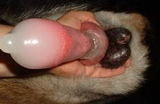 dane condom beastiality knot perro bestiality tumbex zoofilia k9