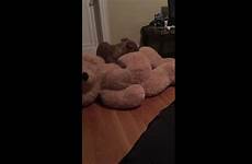 teddy humping bear