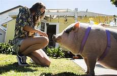 pig her woman fight save story long advertisement beach