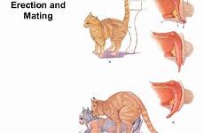 animal feline reproduction canine mating sciences erection ppt