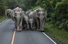 elephant thai family