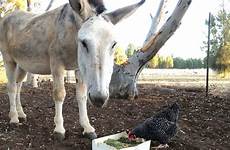 donkey tully rescued chooks friendless