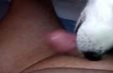 dog dick lick videos zoo horny tube malamute