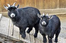 pygmy breed goats cattle andalusian maryland