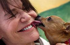 face lick dogs owner why pets do
