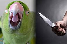 parrot murder