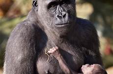 breastfeeding gorilla baby animals animal gorillas orangutan nursing mammals mama monkey cute ape primates zooborns chimpanzee pets dublin gold woman