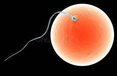 menselijk ei eizelle samenzellen sperma zygote flowchart stockfotos
