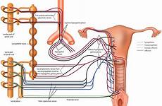 sexual female innervation spinal function women men genitalia figure cord large neurological gr3