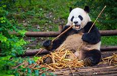pandas eating taman chengdu beruang bakal struggling brightedge cybersecurity malware sneaky