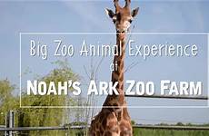 zoo big experience animal