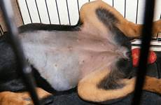 spayed neutered incision dogs getting healed abdominal pet pregnant clue especially