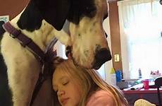 dane great dog girl buzzsharer person dogs hug crazy signs her leaving