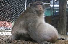 chunky obese majmun debeli morbidly sakchai lalit gorging bangkok tourists strict nicknamed looked fatty guardian