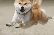 dog inu shiba gif auch too muy breed pouted puppies doge share dogs meme flying japanese animated gifer random previous