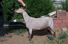 goats unexpected unofficial opportunity contest cbf nigerians adore