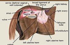 horse mare reproductive animal anatomy organs horses tract life basics veterinary vet equine reproduction saferbrowser yahoo results search medicine visit