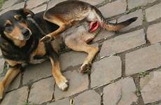 dog animal rape bestiality cruelty raped being human