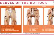 buttock gluteal nerve nerves