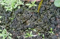 slime lawn yard nostoc looking jelly growing garden scary ifas