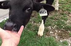 calf sucks